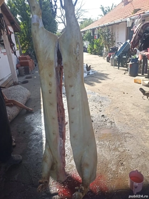Porci de vânzare, in Pătulele.  - imagine 2