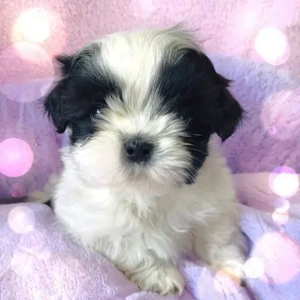 Fetița bichon havanez