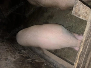 Vând Porc crescut cu mâncare 100% bio! - imagine 2