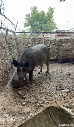 Vand purcea metis mistret