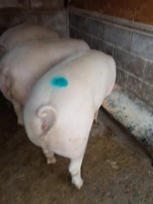 Porci de carne  - imagine 6