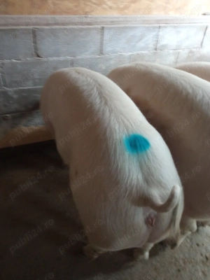 Porci de carne  - imagine 3