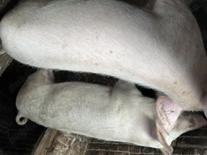 Porci de vânzare  - imagine 2