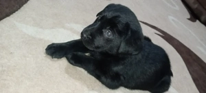 Pui Labrador Retriever