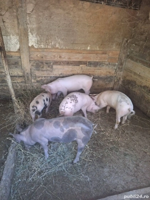 Porci de vanzare - imagine 2