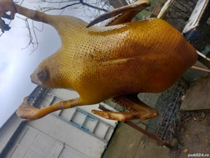 rățoi leșești  - imagine 2