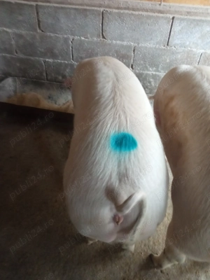 Porci de carne  - imagine 5