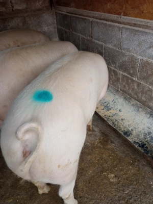 Porci de carne  - imagine 8