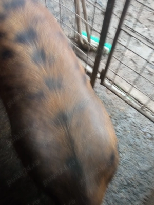 Scrofiță de vânzare  - imagine 3