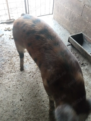 Scrofiță de vânzare  - imagine 4