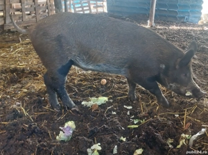 porci mistreț cu duroc 