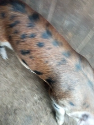 Scrofiță de vânzare  - imagine 2