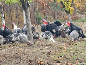 Vând curcani și curci de casă 