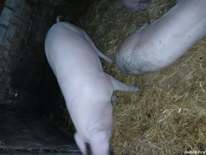 de vânzare 14 lei kg  - imagine 3