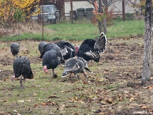 Vând curcani și curci de casă  - imagine 2