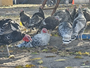 Vând curcani și curci de casă  - imagine 3