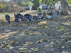 Vând curcani și curci de casă  - imagine 4