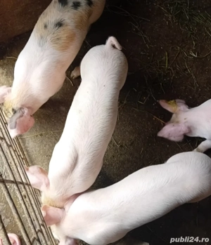 purcei de vanzare - imagine 3