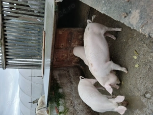 Vând porc gras  ,90 - 100 kg .Preț 15 ron   kg .