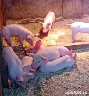 purcei de vanzare - imagine 2