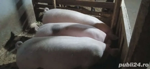 porci de vanzare 