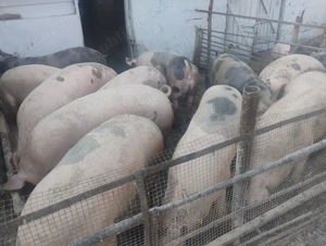 Vând porcii marele alb cu petrean  - imagine 2