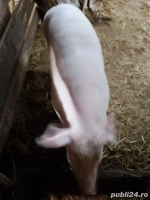 porc gras de vanzare