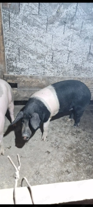 Porci de vânzare 80kg 120kg  - imagine 5