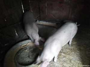 porci de vinzare - imagine 2