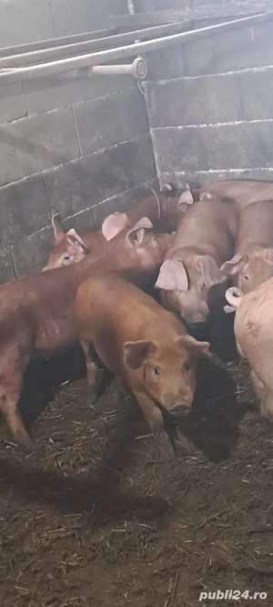 Vînd șuldei duroc 35._40 kg