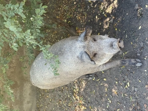 Vand porci mangalita - imagine 3