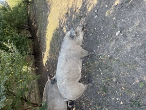 Vand porci mangalita - imagine 4