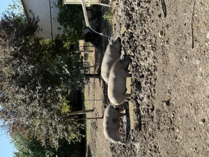 Vand porci mangalita - imagine 2