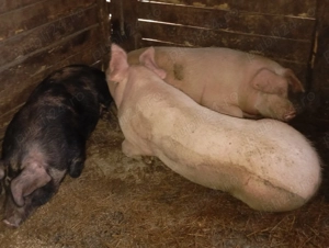 Caută o nouă locuință  - imagine 3