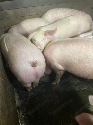 Porci de sacrificat 