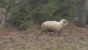 berbec tanar, de anul trecut - imagine 3