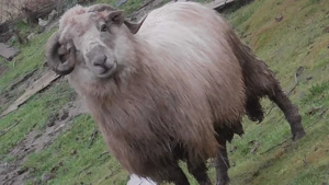 berbec tanar, de anul trecut