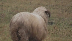 berbec tanar, de anul trecut - imagine 4