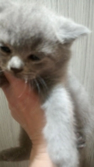 pui scotish 7 saptamani - imagine 3