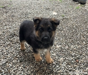 Catel ciobanesc german!