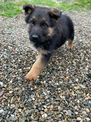 Catel ciobanesc german! - imagine 2