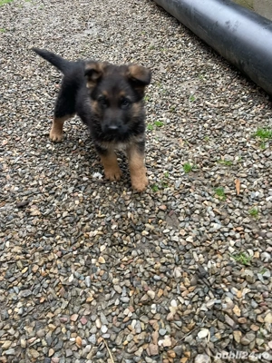 Catel ciobanesc german! - imagine 3