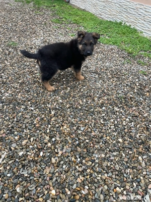 Catel ciobanesc german! - imagine 5