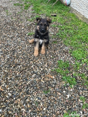 Catel ciobanesc german! - imagine 4