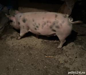 Vand porc carne intre 170-200 kg - imagine 2