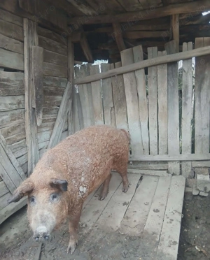 Vand porc!!!! - imagine 3