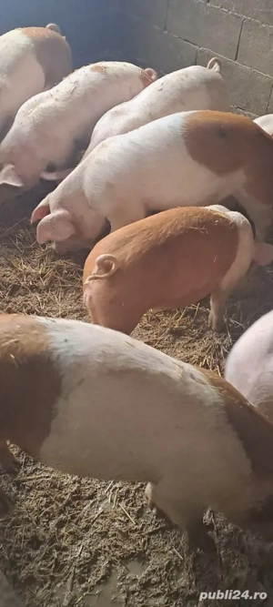 Vînd șuldei marele alb 32_35kg