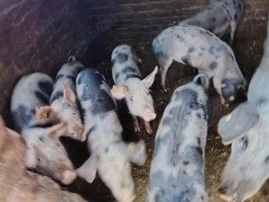 Suntem în căutare de o noua casuta - imagine 3