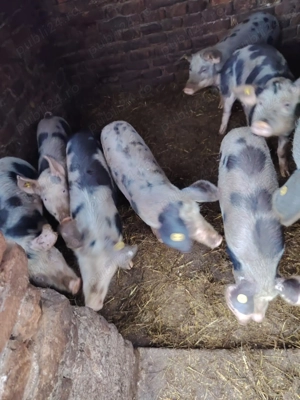 Suntem în căutare de o noua casuta - imagine 4