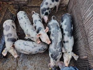 Suntem în căutare de o noua casuta - imagine 2